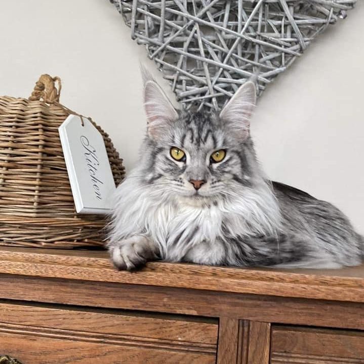 Sydney , maine coon