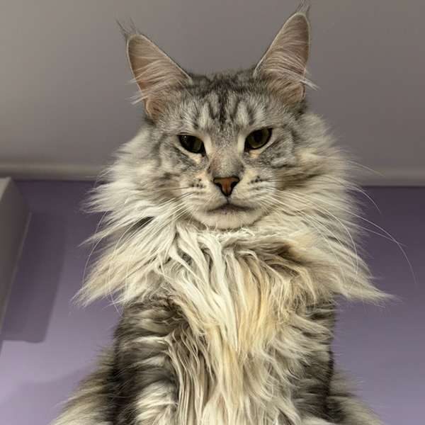 Sushi , maine coon